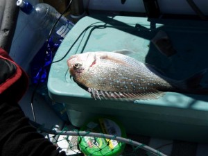 Kapiti Snapper