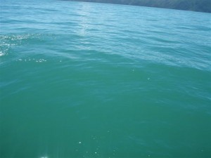 to slow to capture the shark to slow to capture the shark