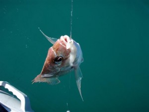 Pukerua Bay Snapper Pukerua Bay Snapper