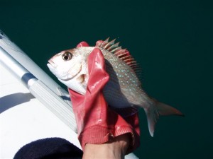 Small Pukerua Bay Snapper Small Pukerua Bay Snapper