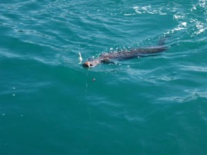 pukeruaBayConger Pukerua Bay Conger Eel