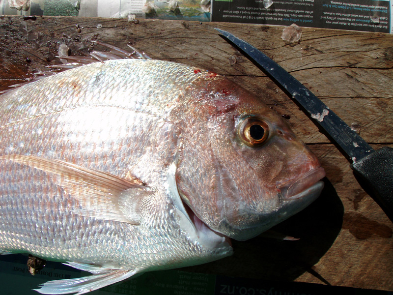 Snapper before dissection Snapper before Disection