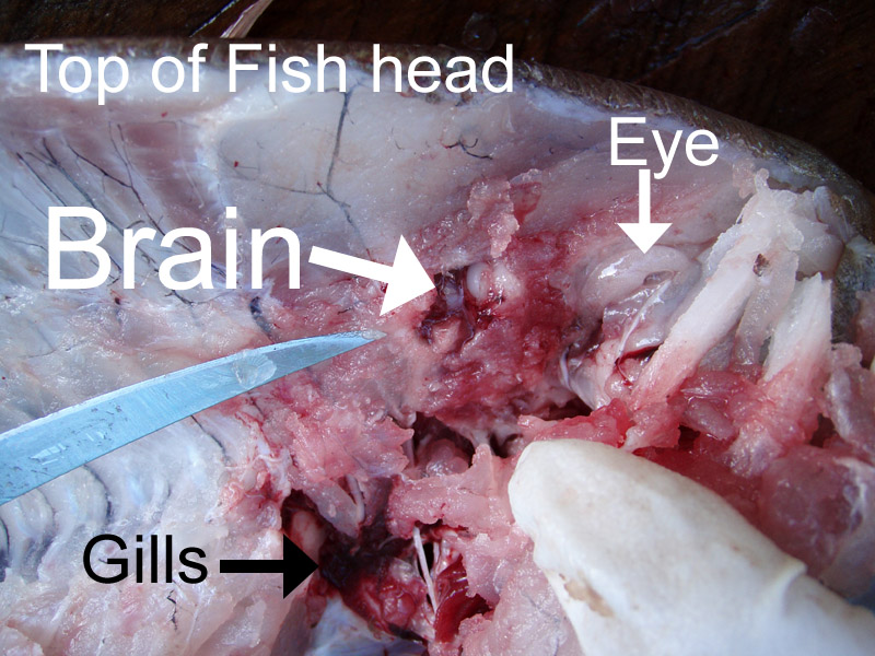 Cross Section Snapper Brain Cross Section Snapper Head Brain