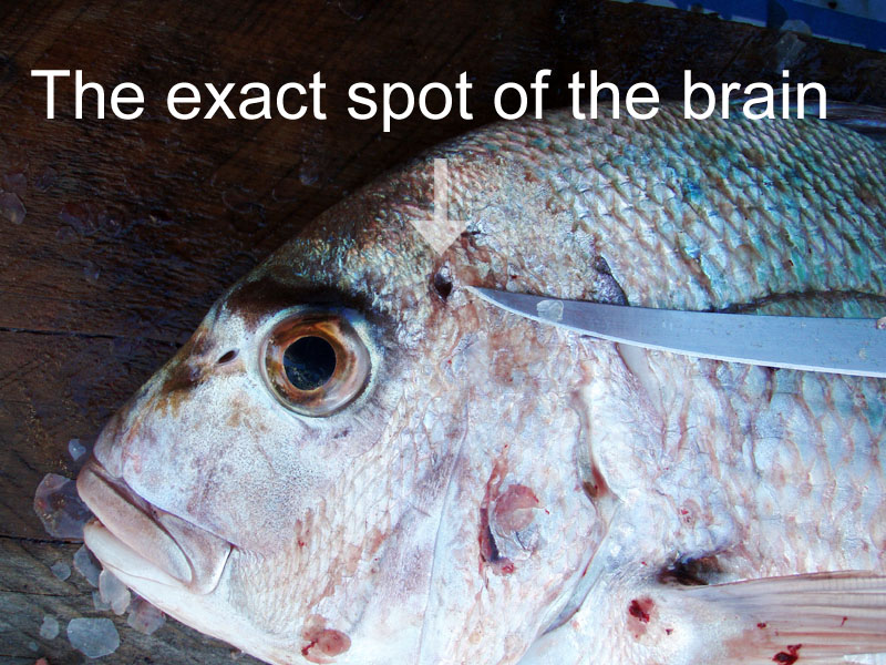 exact spot Snapper brain Snapper iki to hit Brain