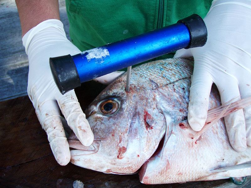 Snapper front exact iki spot Snapper - exact iki spot to hit brain