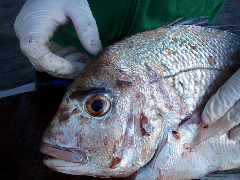 Snapper iki brain Iki going straight through brain