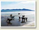 Video and Photos on the Kapiti Region